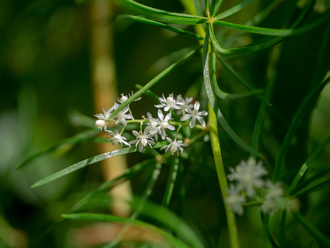 Wild-grown in Uttarakhand's forests